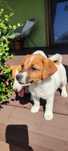 Jack Russell Terrier sunia AKIRA od # AGA-JACK TERRIER # - KENNEL CLUB