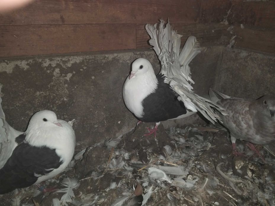 Sprzedam gołębie pawiki