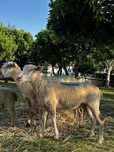 Borrega com 10 meses