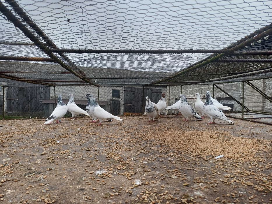 Gołebie lotne peszty