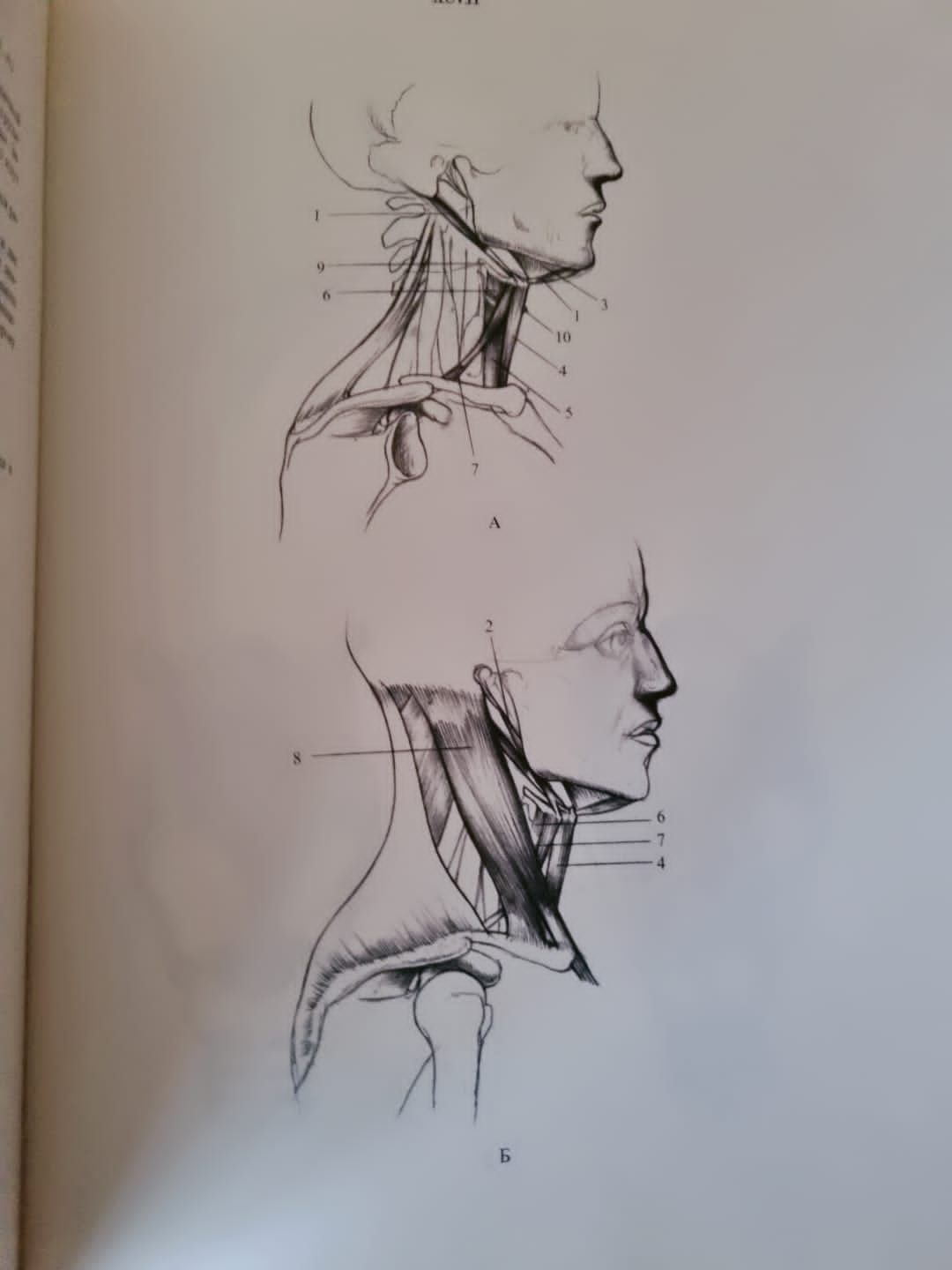 Книга Анатомия для художников Енё Барчаи, 1959 год