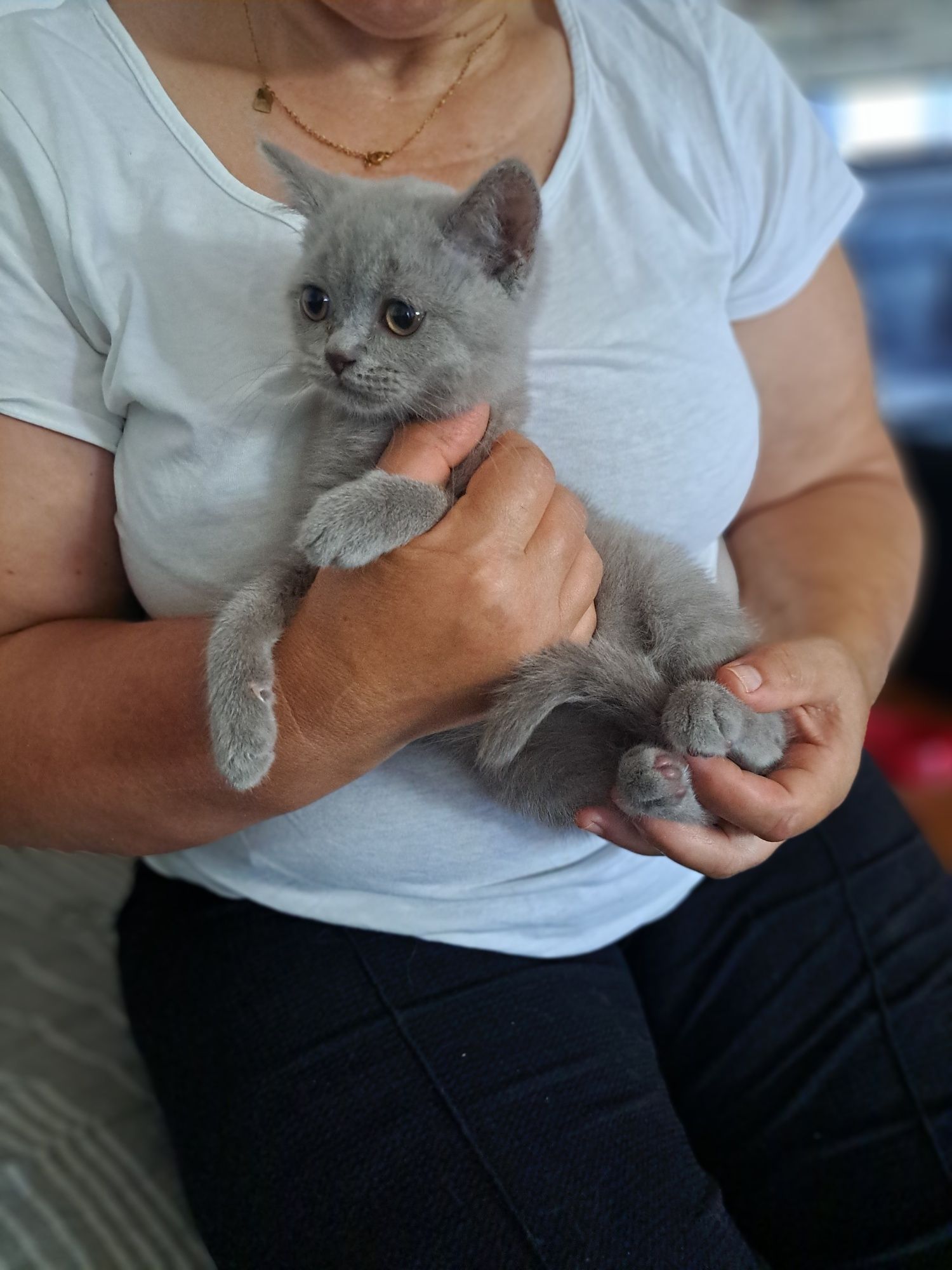 Scottish fold macho lilac