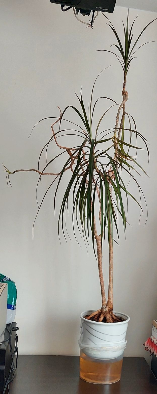 Dracena w doniczce