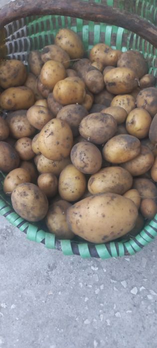 Sprzedam ziemniaki