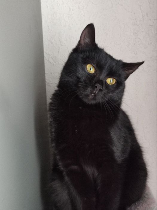 Кошеня підліток шукає дім!