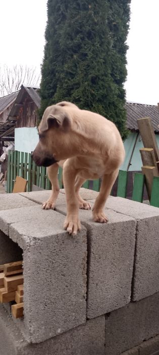 щенок кобельок має три місяці красунчик