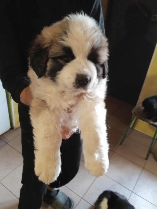 Продается щерок мом.сторожевая.