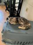 Gatos para adoçao.