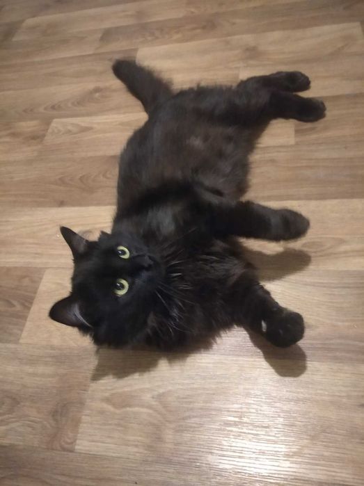 Czarny puchaty kotek Baron, FIV+, 2-3 lata