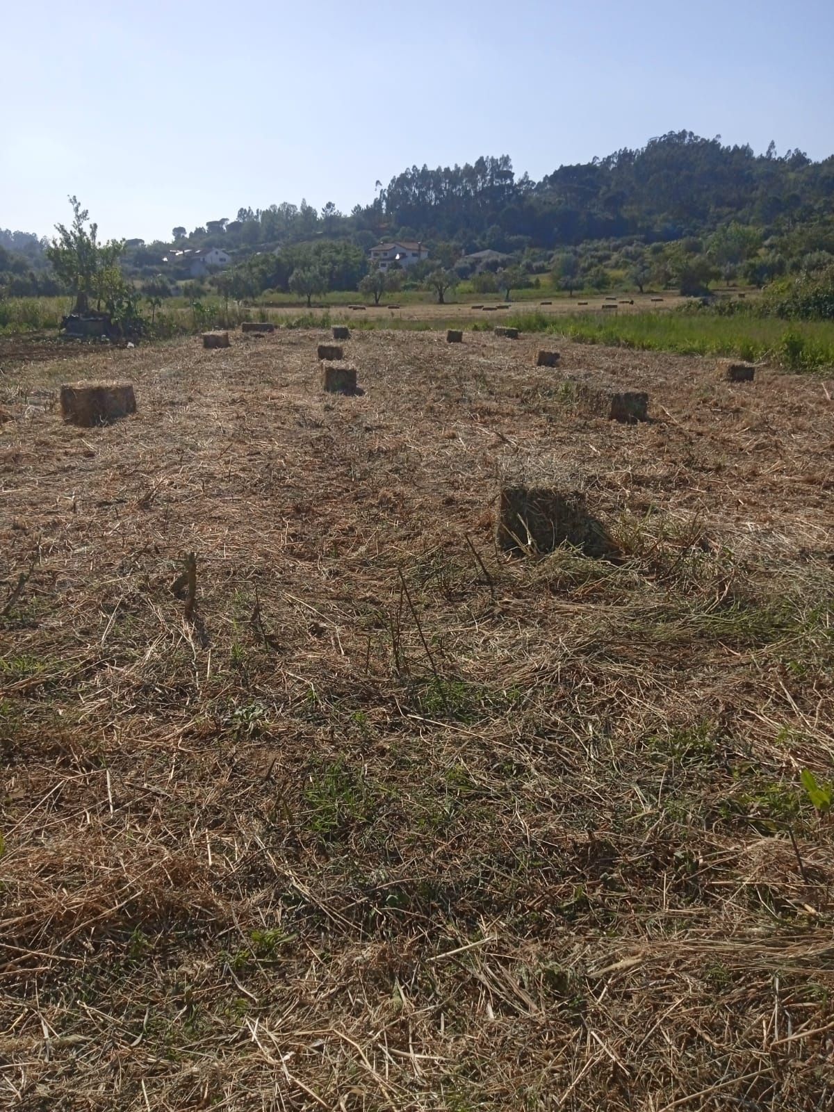 Fardos de palha de boa qualidade