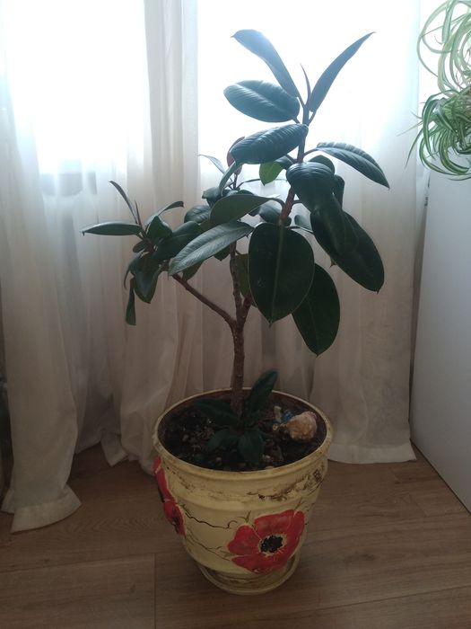 Продам фікус  метро Либідська