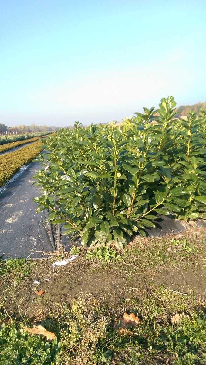 Laurowiśnia od 50 do 80 cm Laurowiśnie Grunt Biała Podlaska