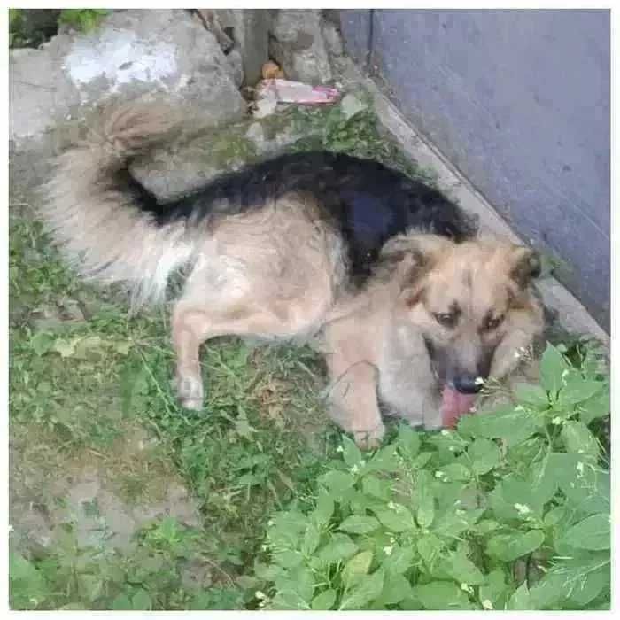 Пес ищет семью и дом