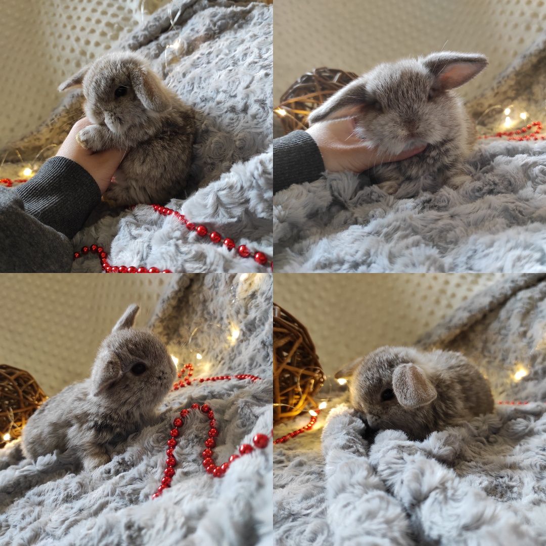 Mini Lop Króliczki Czystej Rasy z WYPRAWKĄ I KSIĄŻECZKĄ ZDROWIA