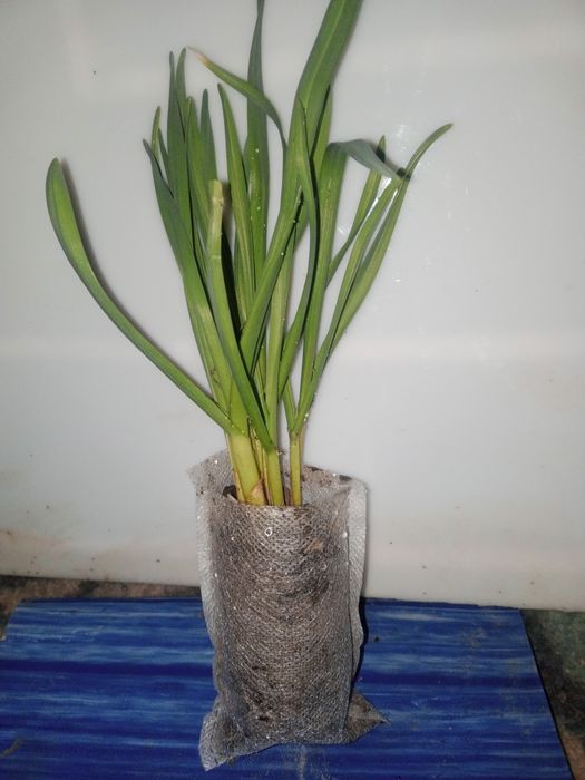 Біорозкладні стакани