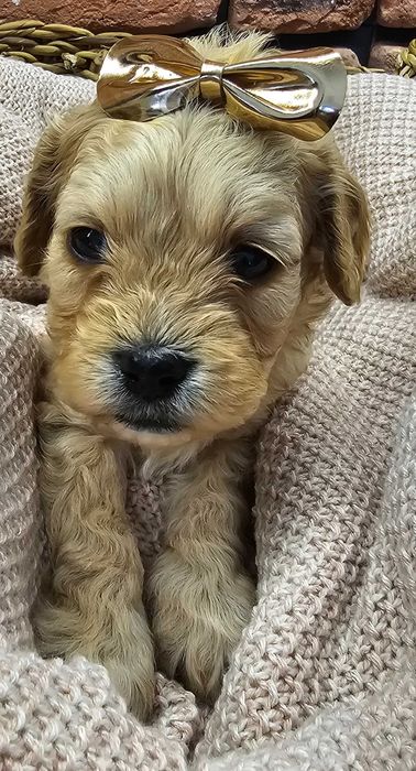 Cavapoo piekny chłopczyk