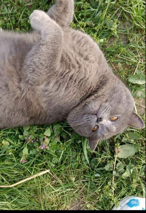 Шотландськая прямовухая.Масть Голубая