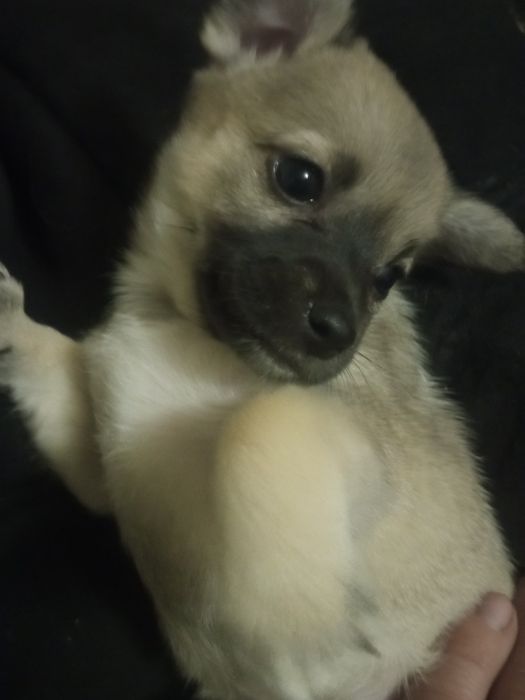 Щенок.   Девочка.