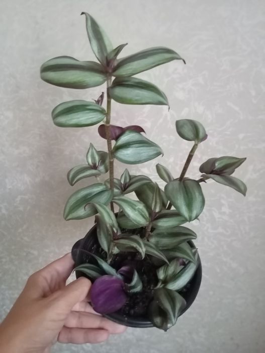 Філодендрон лайм, папірус, н-джой, каланхоє