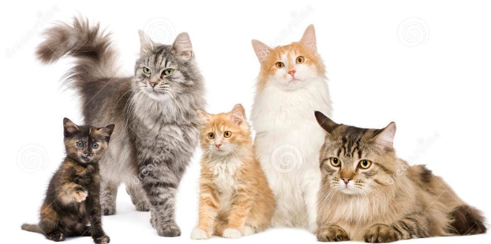 Приборы для лечения котов, кошек, котиков, ветеринария, биорезонансные