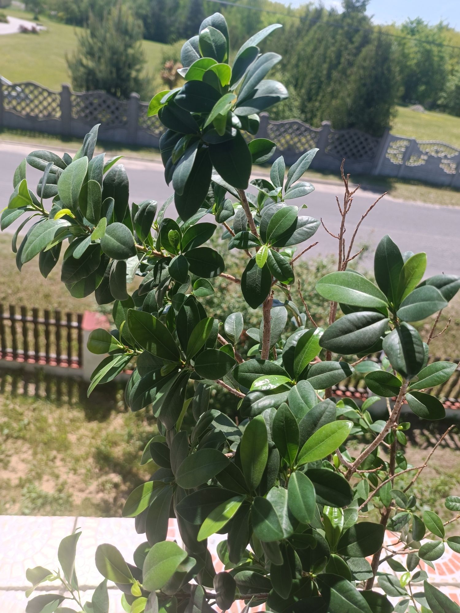 Kwiaty Bonsai i fikus Wielkie