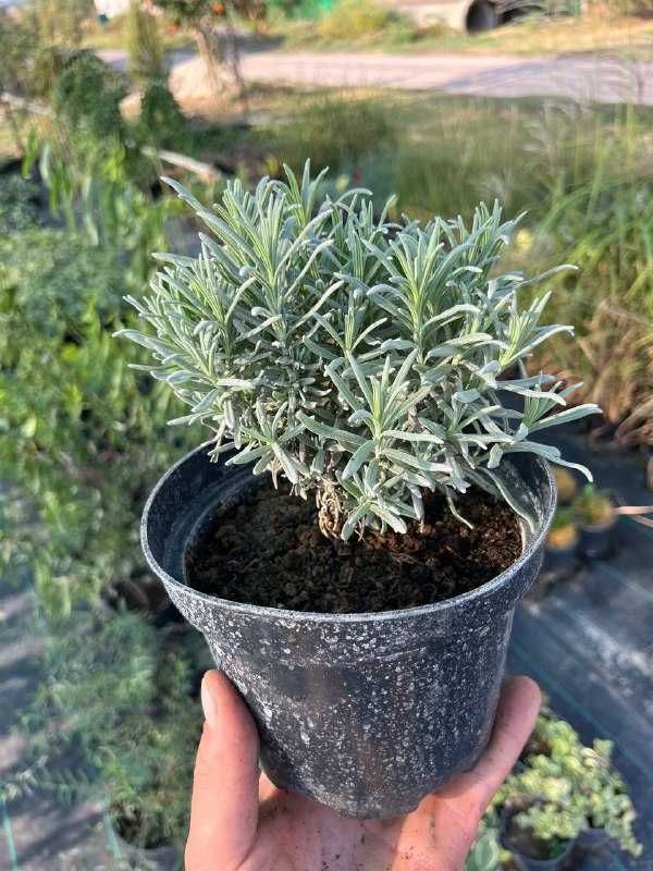 Лаванда прованс (багаторічники) ,лавандин, Lavandula.
