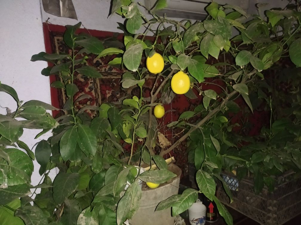 Продам саженцы лимона киви и розмарина