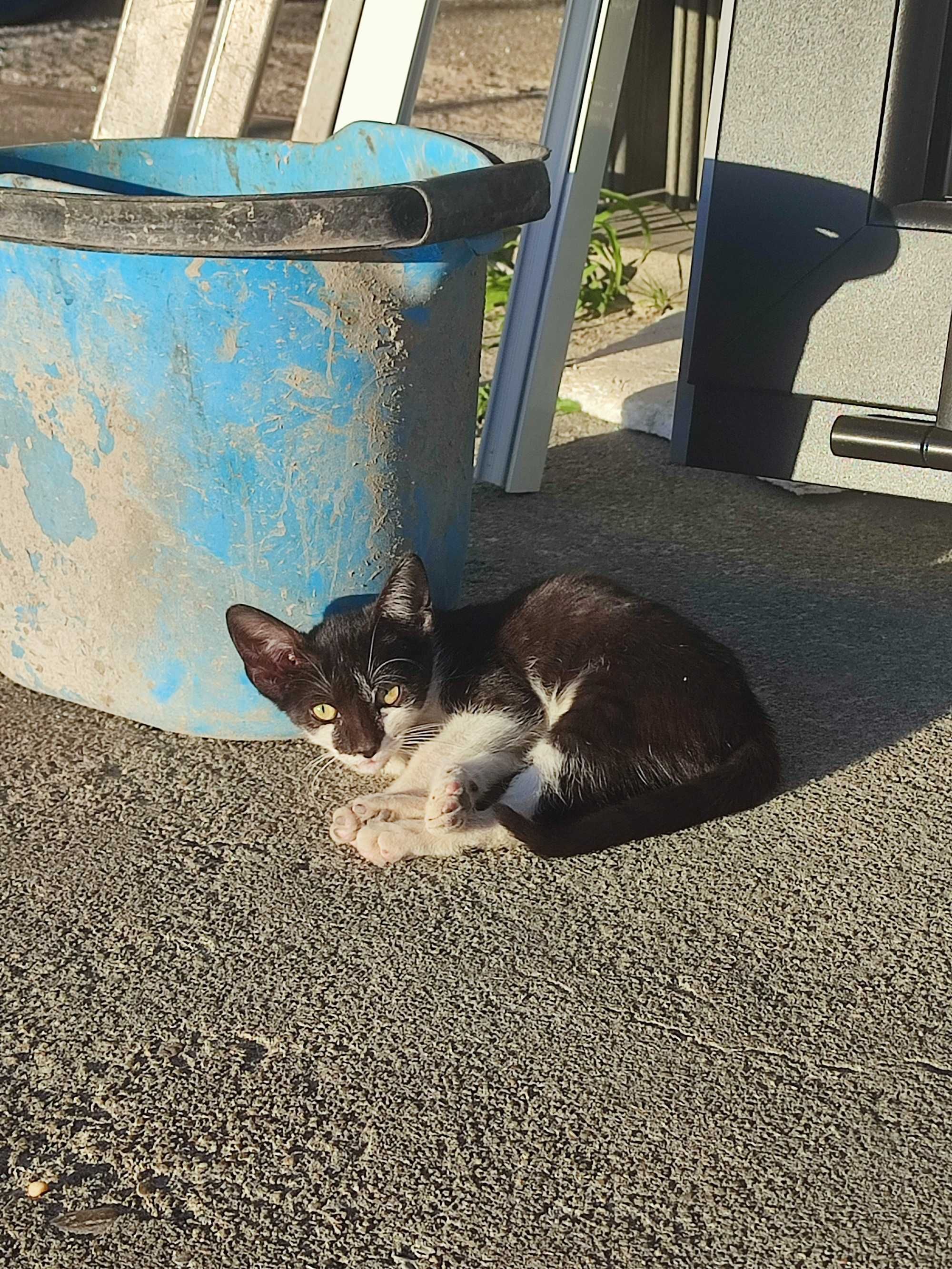 Gatinhas irmãs 2 meses para adoção