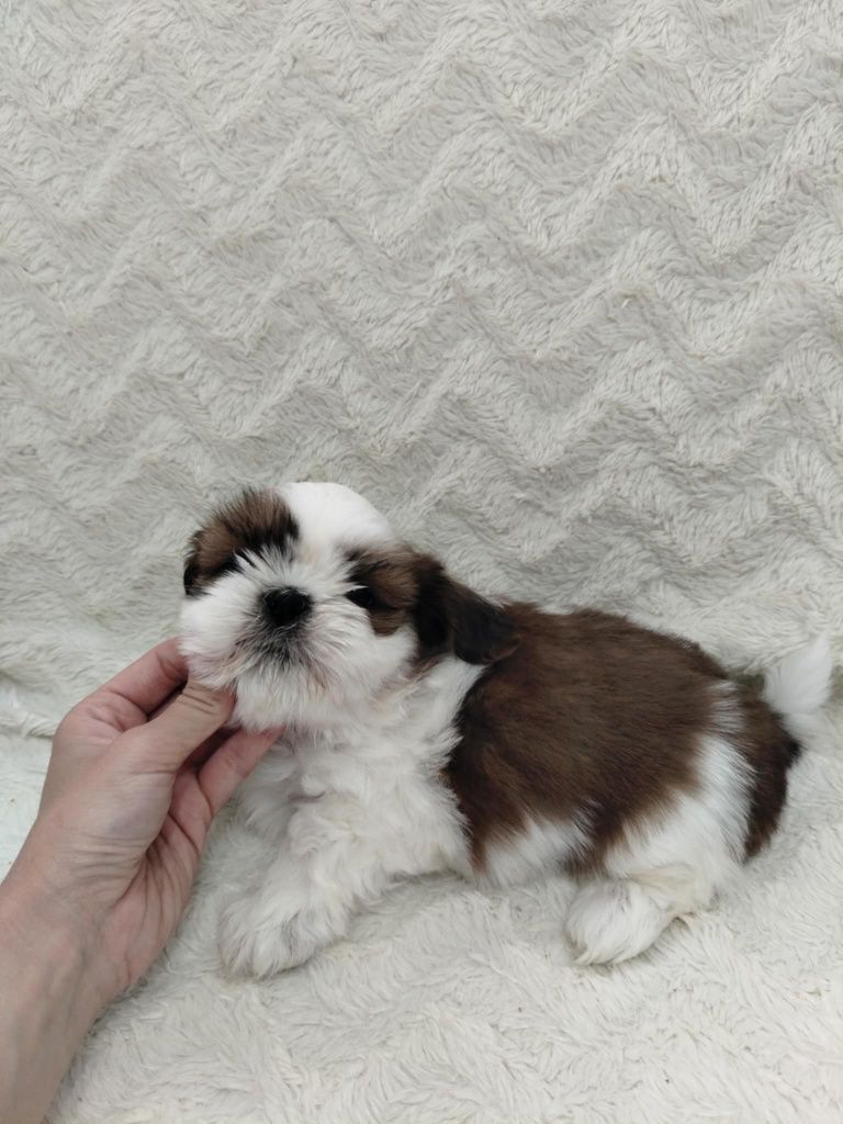 Piękny piesek shih TZU gotowy do odbioru