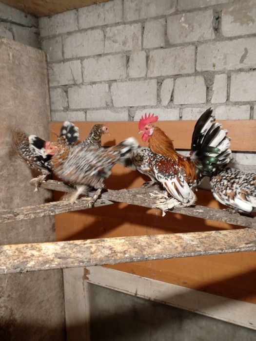 Курочки бентанки ситцеві молодняк