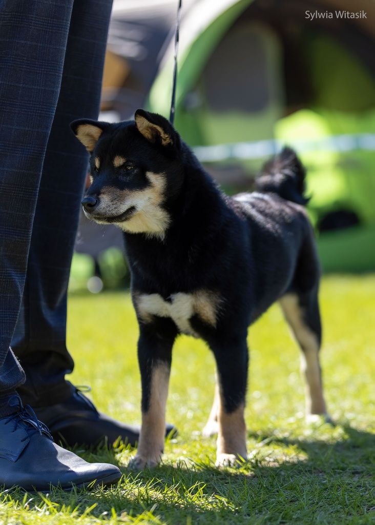 Shiba Inu czarny podpalany śliczny chłopiec