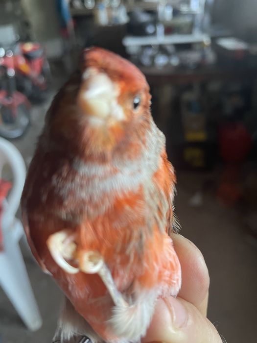 Canario arlequim portugues