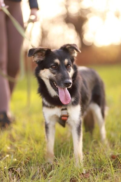Mela - wyjątkowa i delikatna suczka poleca się do adopcji