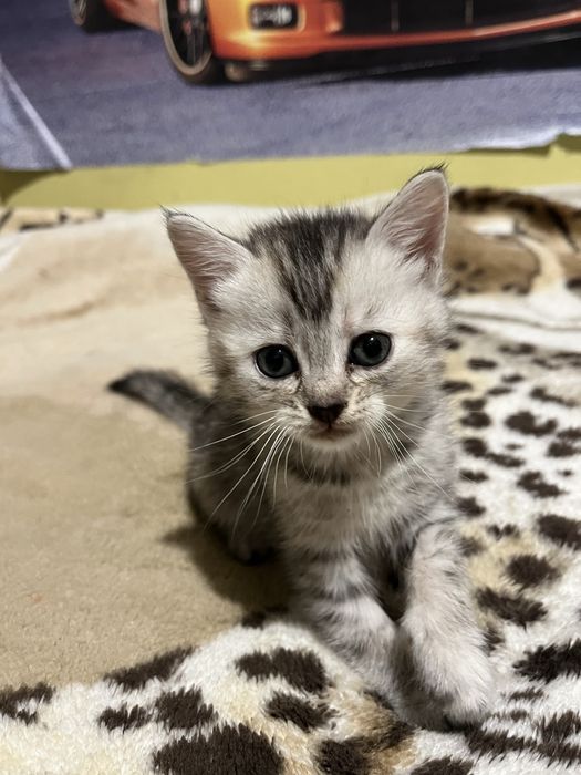 Віддам котиків у добрі руки