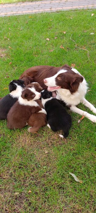 Border collie -piesek