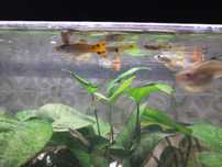 Guppys peixes...