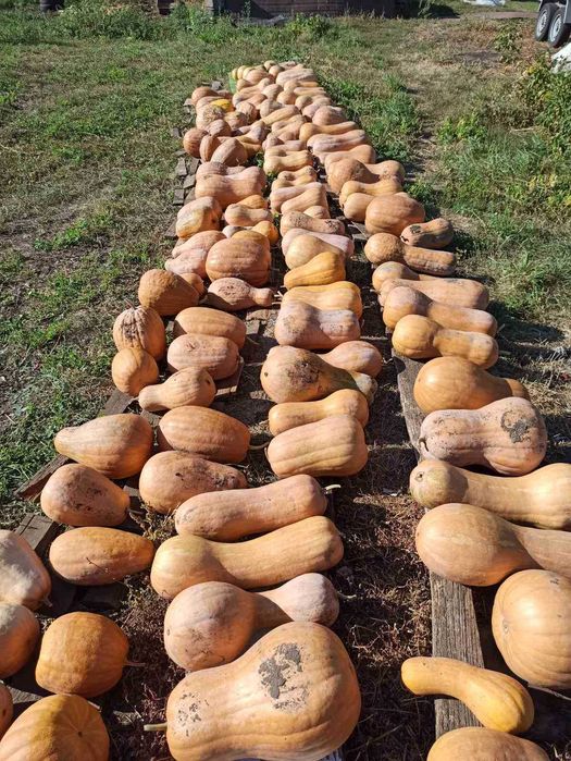 Гарбуз,тиква,кабак домашня, Продам кабак, тыква гитара,насіння,