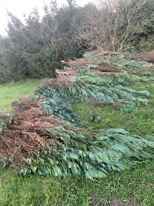 Drewno tije na opał