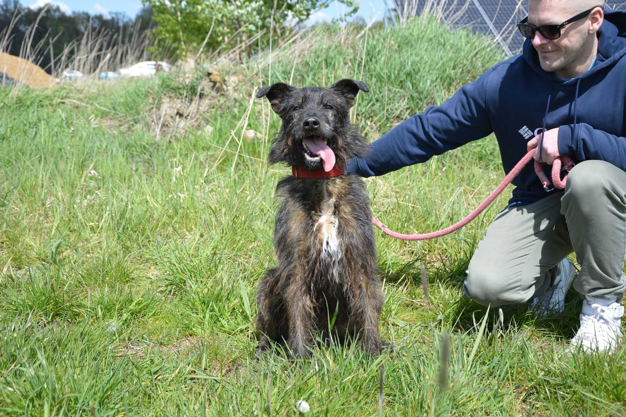 Ananas - psiak kochający człowieka, o oryginalnej urodzie -do adopcji.