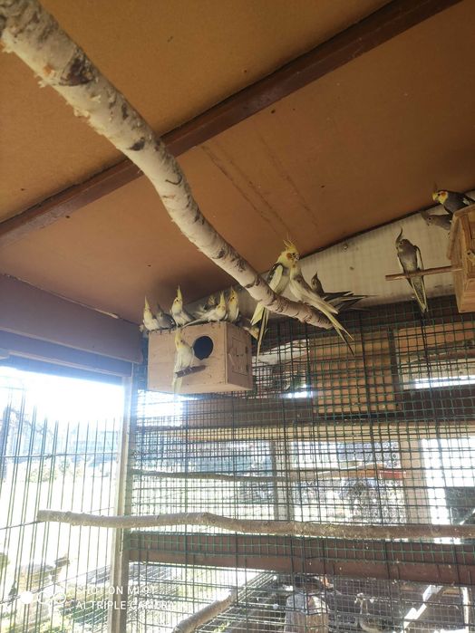 Papugi nimfy sprzedam