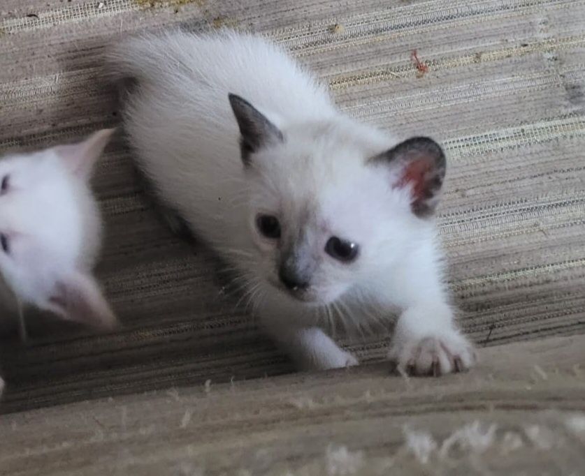 Gatinhos para adopção
