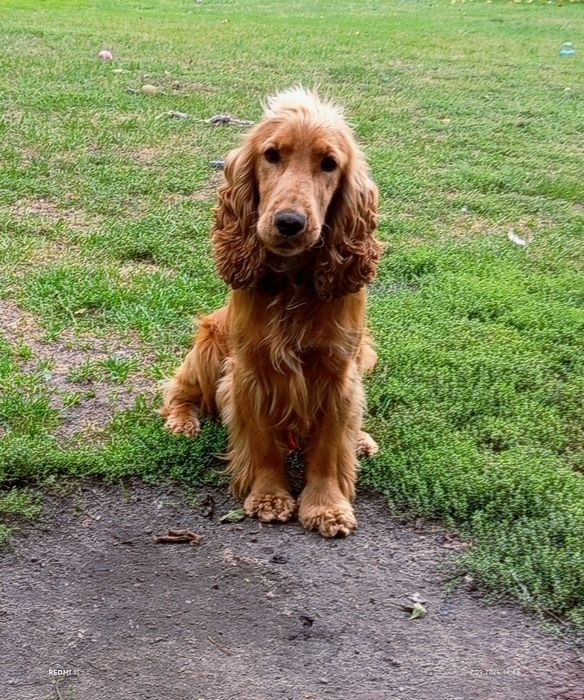 Piękne szczenięta rasy Cocker spaniel