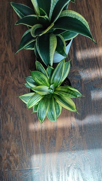 Сансевієрія Ханні Голден Маргіната Цунамі Люсіль Полан