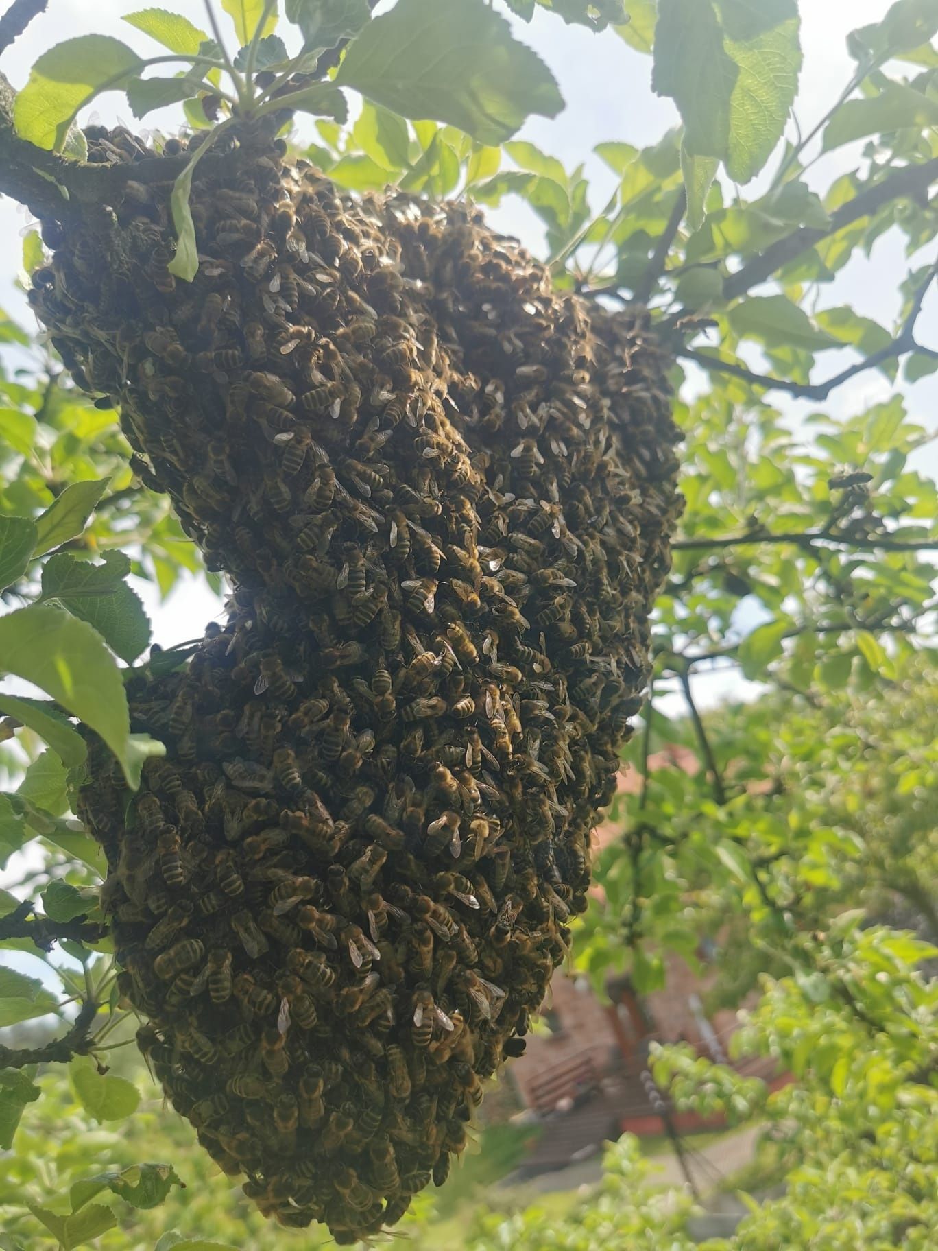 Pszczoły,rój pszczół