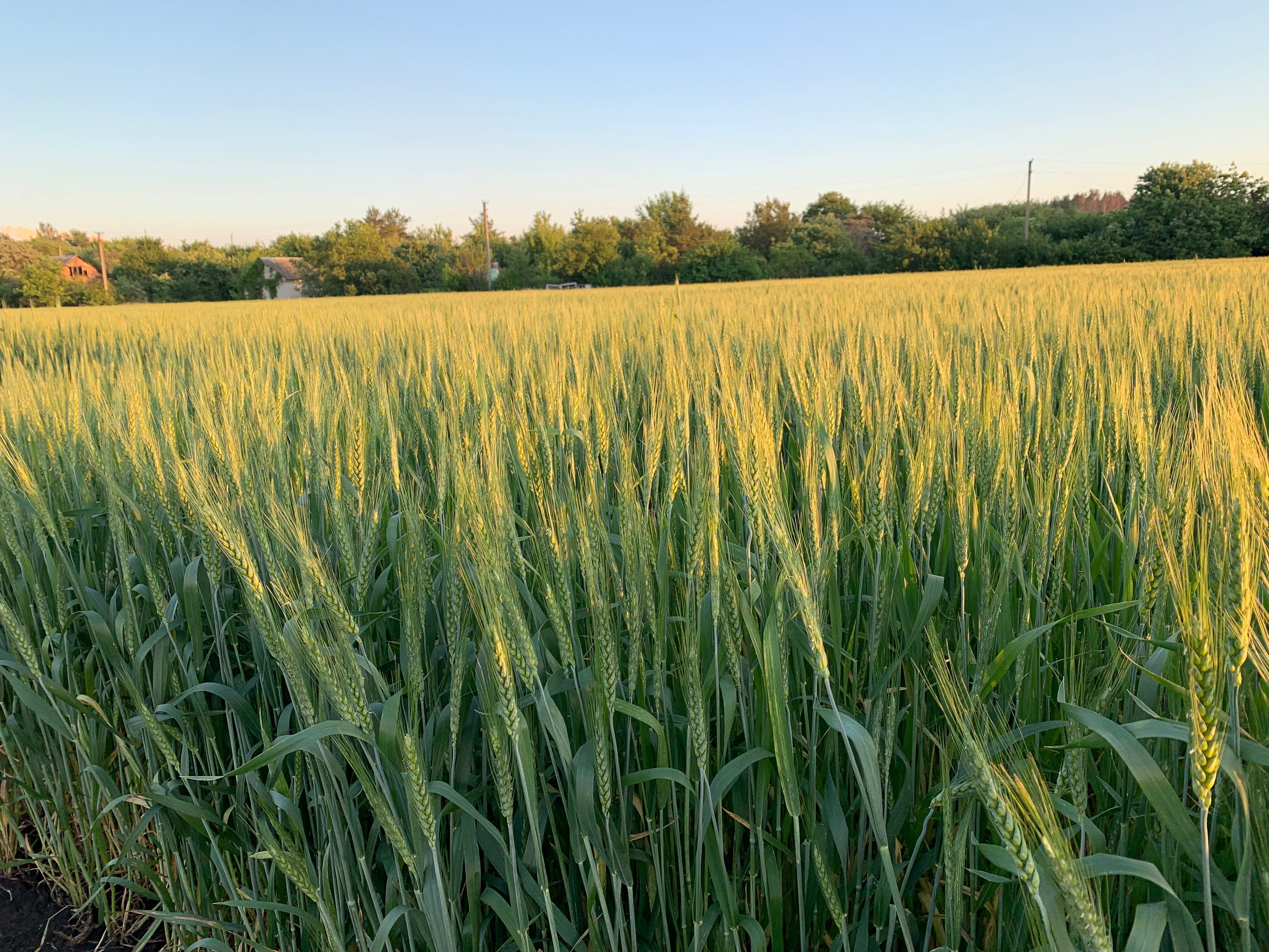 Пшениця озима, чиста та суха