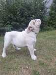 Buldog angielski piesek FCI