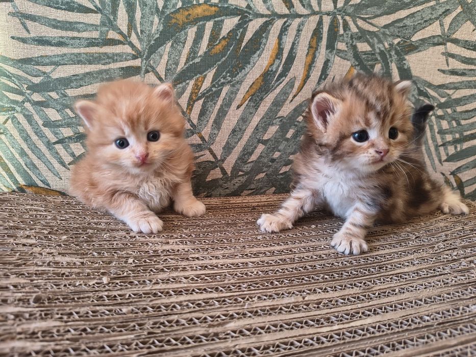 Kot syberyjski kotki międzynarodowy rodowód FPL