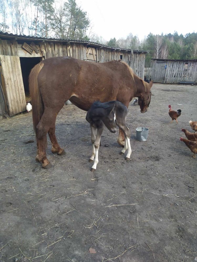 Продам кобилу злошам молода слухняна 4рокі все робить здорова звеликіх