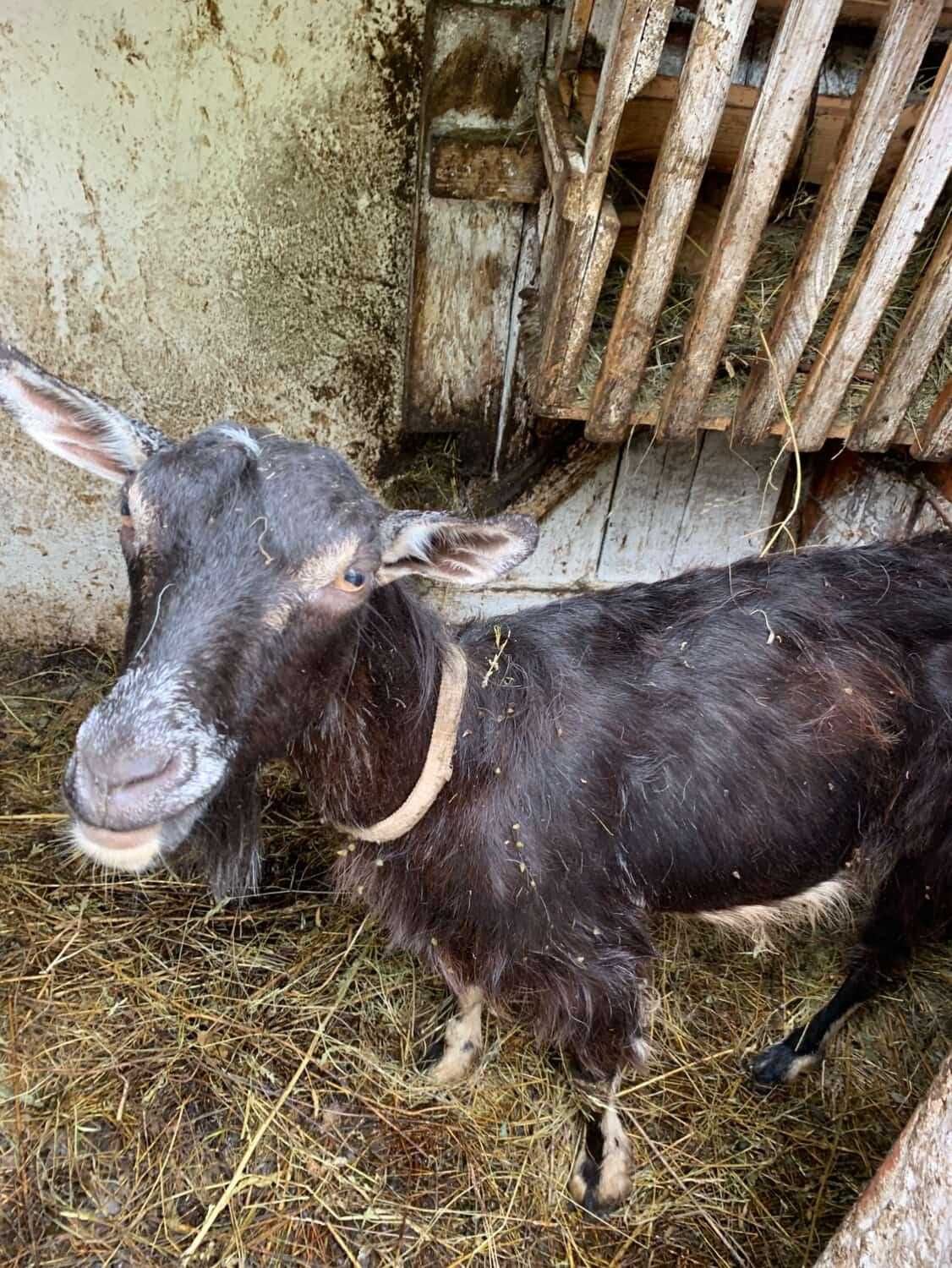 Продам козу дійну