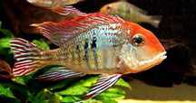 Ziemiojad orange head Tapajos Dorosłe.  Cetarius